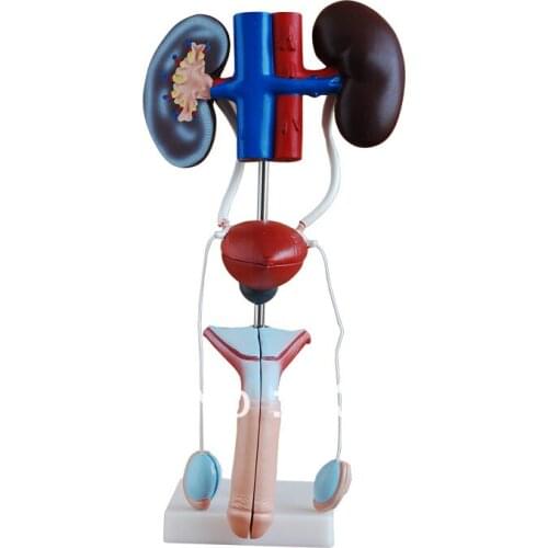 Male Urogenital System,Male Reproductive System Anatomical Model