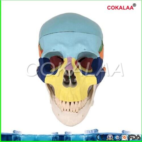 Skull model extraoral model dental tooth teeth dentist anatomical anatomy model odontologia