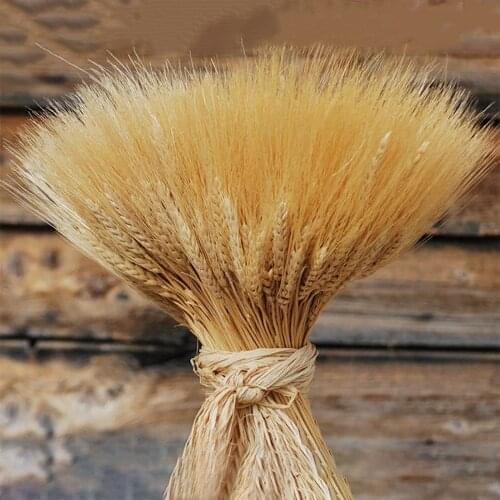 Bulrush Natural Dried Small Pampas Grass Phragmites Real Wheat Artificial Plants Wedding Flower Bunch For Home Decor Fake Flower