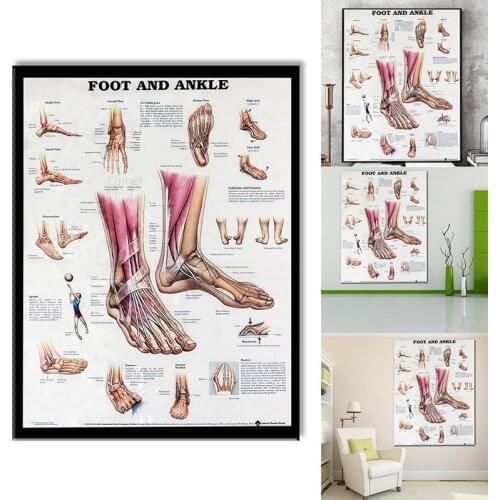 Human Body Chart Anatomy Foot And Ankle Poster Anatomical Chart Human Body Educational for Human anatomy posters