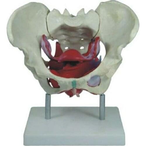 Medical teaching skeleton Female Pelvic Muscles and Organs
