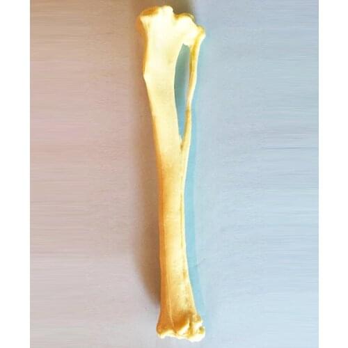 Surgery Operation Practice Simulation Dog Tibia Fibula Anatomical Bone Skeleton Animal Pet Anatomical