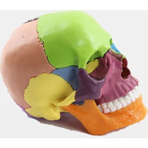 Medical teaching model 4D Color disassembled skull anatomical model,for medical teaching,art sculpture,dental model