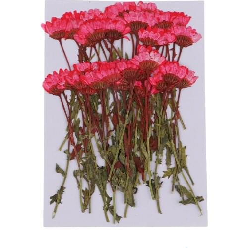 50pcs Pressed Real Dried Flowers Chrysanthemum DIY Art Craft Dried Flowers for Scarpbooking Card Making Craft Project