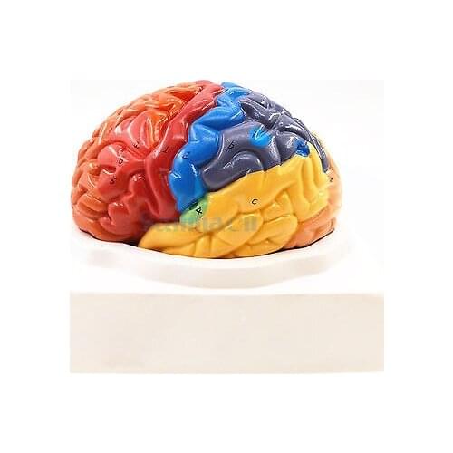 2 Part Color Human Brain Function Domain Anatomy Anatomical Model Medical Artificial Cerebral Cortex Teaching