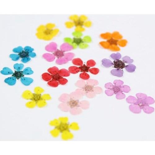 500 pcs Small Narcissus Pearl Plum Dried Flower Pressed Flower Real Flower Manicure DIY Handmade Epoxy Jewelry