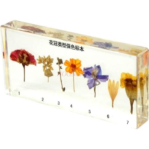 Real plant flower childrens teaching cognitive artificial amber corolla specimen resin crystal