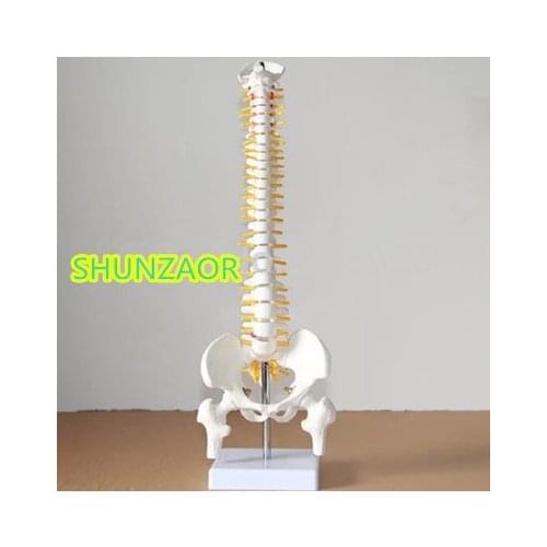 45cm Sitting Posture Model for Medical Rehabilitation Training, Human Spine Model medical training for chiropractic