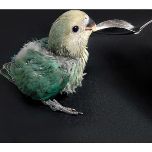Hot Sale Stainless Steel Spoon Milk Powder Feeding Pet Parrot Chicks Spoon Funny Practical Feeding Spoon Bird Parrot Supplies