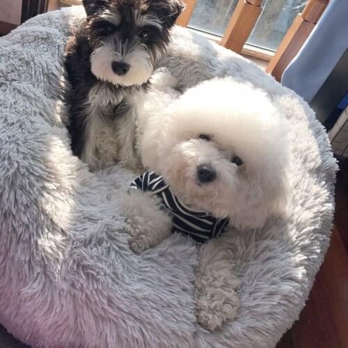 2020 Spring Warm Pets Dog Beds Cat Cushion Dog Mats Long Plush Super Kennel For Small Dogs Sleeping House