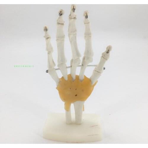 Hand joint skeleton model hand ulna and tibia palm skeletal model with Ligament
