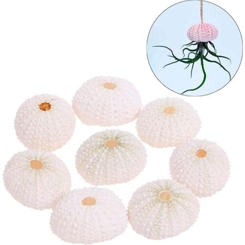 2PC Natural Sea Urchin Shell Conch Tillandsia Potted Plant Home Decoration
