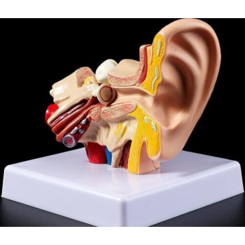 Medical props model 1.5 Times Life Size Human Ear Anatomy Model OrganMedical Teaching Supplies Professional