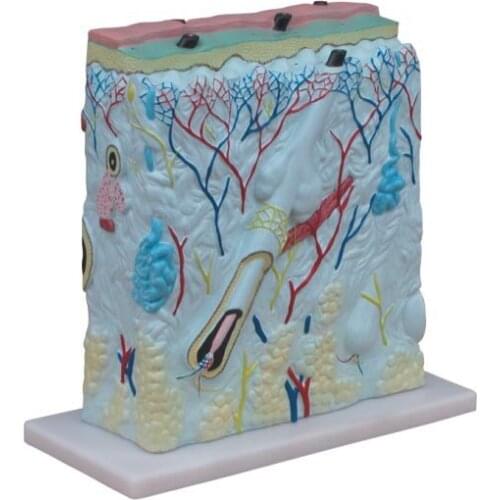 105 Times Anatomical Human Skin Block Model Medical Dermatology Dermatological Anatomy 105X Life Size In Three Dimensional Form