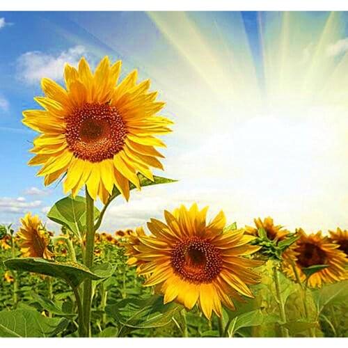 New mosaic full laid diamond painting embroidery beads Beautiful sunflowers and sun cross stitch kit handwork AH056