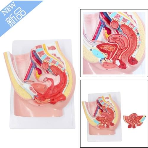 BOLI/ Medical supplies Female Pelvis Anatomy Model 2 Parts Anatomical Section Model for Students Teaching