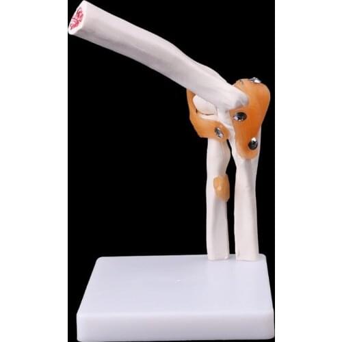 Life Size Ligament Elbow Joint Anatomy Model Skeleton Study Tool