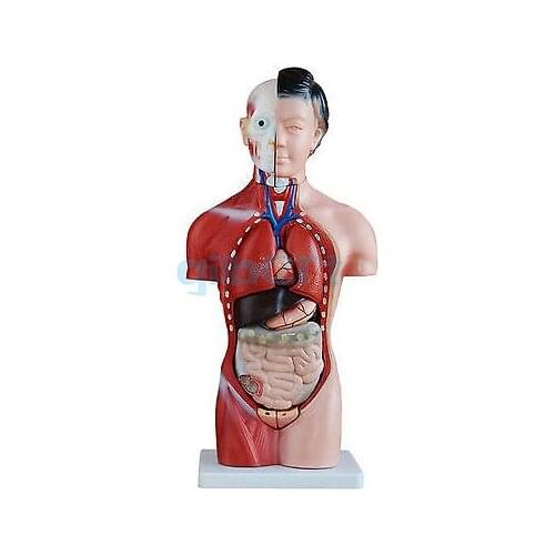 Human 42cm Female Torso Anatomical Model Skeleton Medical Anatomy 15 Part