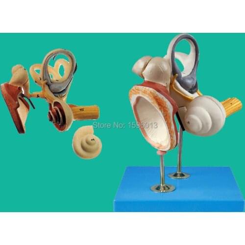 Inner Ear, Auditory Ossicle and Tympanic Membrane Model, Ear Anatomical Model, Ear structure model