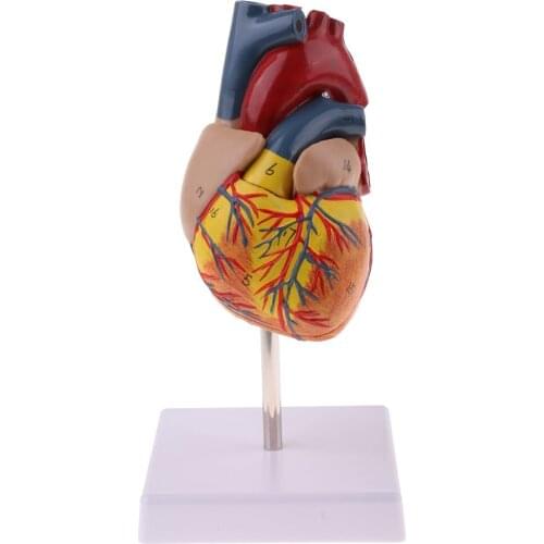 1: 1 Human Heart Visceral Organ Model Medical Anatomical Model for School Teaching Tool Learning Display Lab Supplies