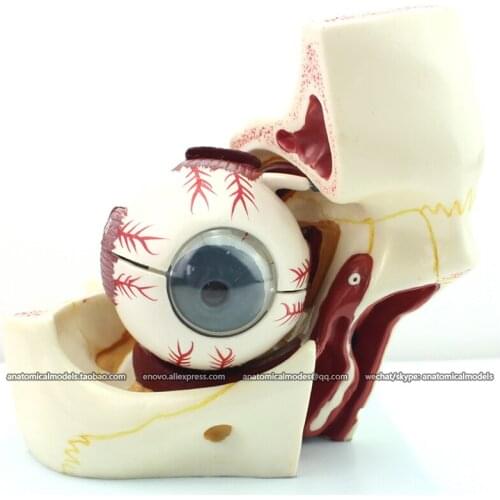 CMAM/12527 Eye-Eyeball orbit, 10parts, Human E.N.T. Medical Teaching Anatomical Model