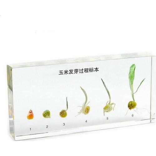 Corn Germination Process Sample plant specimens in Natural Science popularization teaching products Steam teaching aids