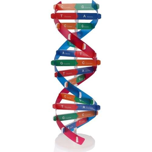 Human DNA Models Double Helix Science Toys Popularization Teaching Learning Education Toys For Children
