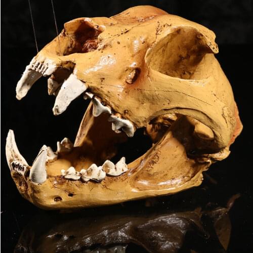 Simulation PVC 1:1 Life Sizeds Resin Crafts Anatomy Dog Head Skull for Exhibition Art Model Free Shipping