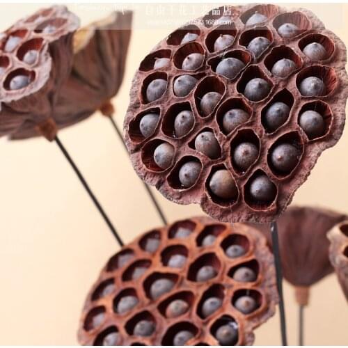 Dried Natural Lotus flowers Home Decoration Accessories Wild Lotus Branches DIY Flower Arrangement 1PC without Seed