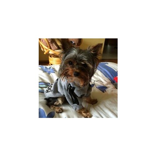 New Fashion dog clothes cute pet dog Costume Yorkshire Chihuahua small puppy dog coat jacket