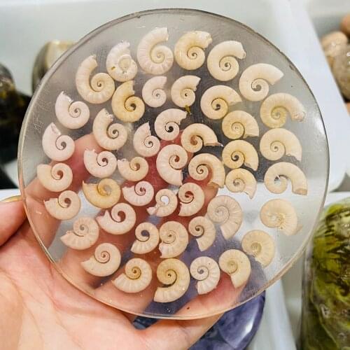 Natural Ammonite Disc Fossil Conch Specimen Healing Home Office Decor