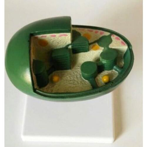 Biological Instruments Teachig Aids Medical Chloroplast Model Anatomy Teaching Middle School Biology Teaching Aids Medical Model