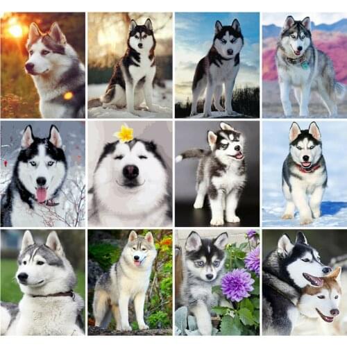 HUACAN Paint By Number Animal Drawing On Canvas Hand Painted Paintings Dog DIY Pictures By Numbers Husky Kits Home Decor