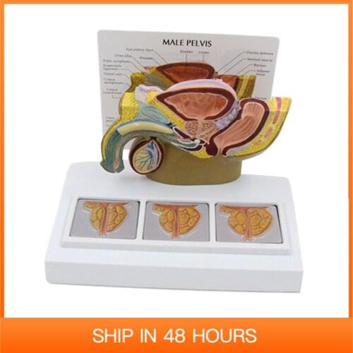 Male Pelvic Anatomical Model Human Anatomy Medical Sciences Gift Educational Equipment Teaching Tool Pelvis