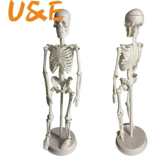 45CM Anatomical Anatomy Human Skeleton Model Medical Learn Aid Anatomy human skeletal model Wholesale Retail