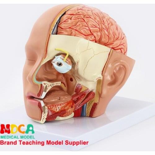 Medical 4-part Head Anatomy Skull, Cerebellum, Eyeball, Oral and Nasal Cavity Model Medical Teaching MTG019