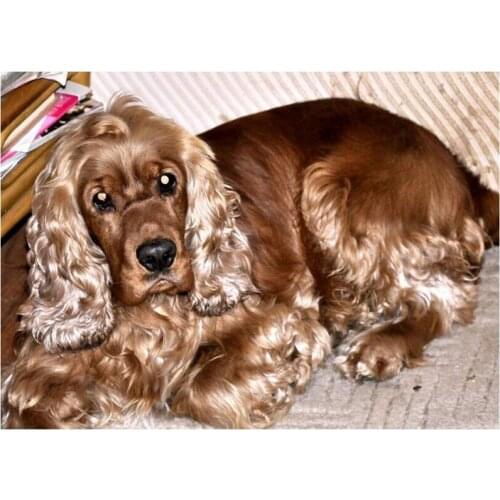British cocker spaniel 5D DIY Diamond Painting Full Square Drill Resin Embroidery Mosaic rhinestones cross stitch decor C728