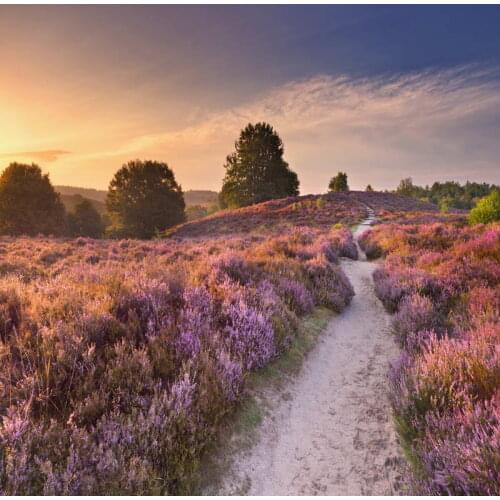 TR 5x7FT Sunset Purple Lavenders Field Tree Custom Photo Studio Backdrop Background Vinyl 220cm x 150cm Wedding Photo Bacckdrops