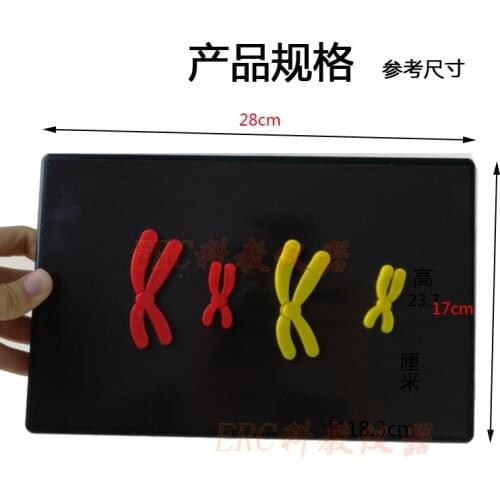 Magnetic suction type teaching aids for chromosomal changes in biological meiosis in junior high and high schools