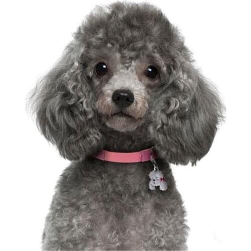 Cute dog pet picture by number Full square Round Diamond embroidery poodle diamond Painting Cross Stitch Rhinestone Mosaic L909