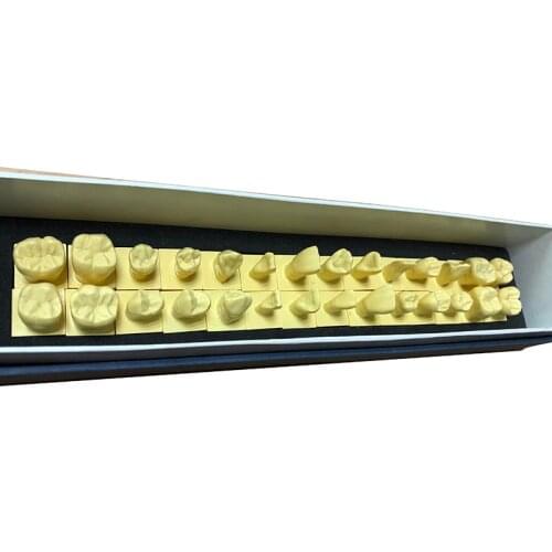 1 set Permanent Teeth Model With Base 1:1 size dental tooth teeth dentist dentistry anatomical anatomy shape model