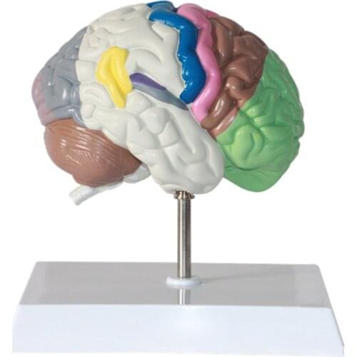 1:1 Life Size Human Functional Area Anatomy Human Brain Model Anatomical Medicine Teaching Supply Tools