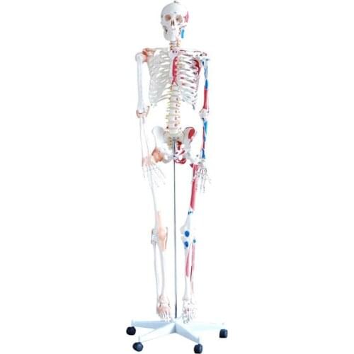 Human Skeleton with Muscles and Ligaments model teaching medical 180cm Tall