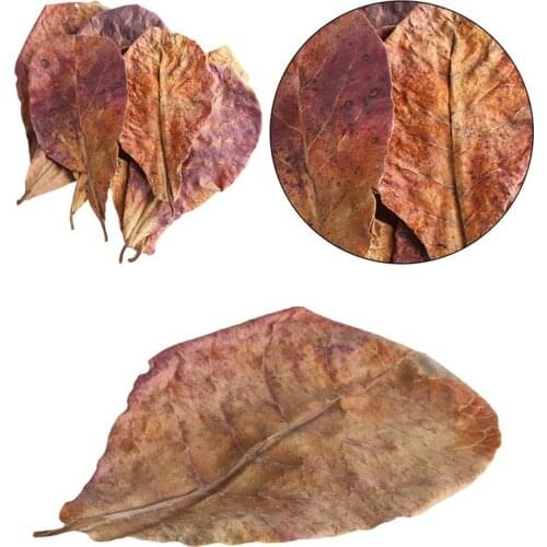 High Quality Natural Terminalia Catappa Leaves Indian almond Lour tree Olive leaf for aquarium water to balance PH Acidity