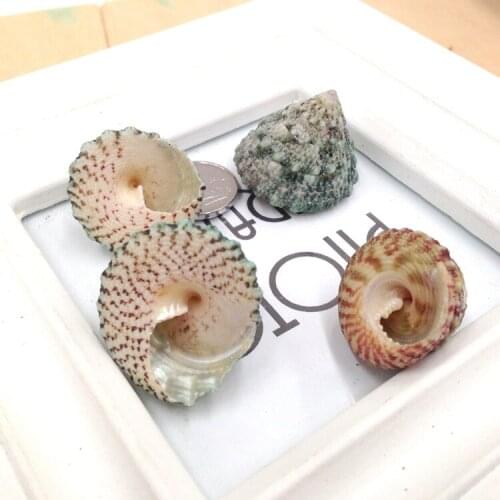 4-6cm 250g/Pack Funny Mixed Sea Shells Craft Aquarium Nautical Decor Ornaments Natural Conch Mediterranean Style DIY Decoration