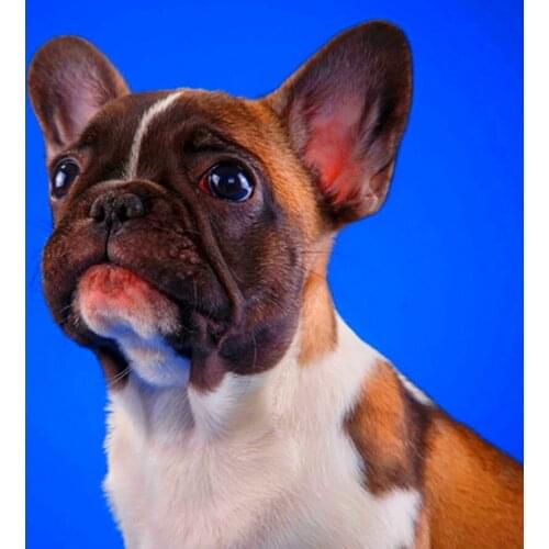 DIY Diamond Embroidery dog Needlework Full Square Diamond Mosaic Rhinestones 5D Diamond Painting Animal Christmas Wedding