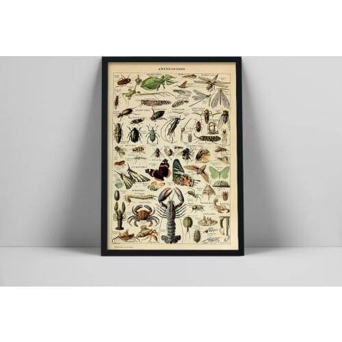 Arthropod Illustration Prints Reptiles Chart Natural History Educational Canvas Poster Classroom Decor Animal Zoology Painting