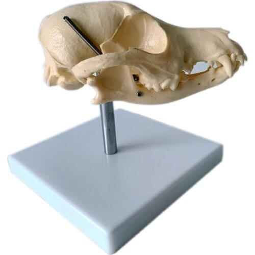 Dog Head Bone Skull Skeleton Anatomical Model Medical Science Teaching Veterinary Animal Model