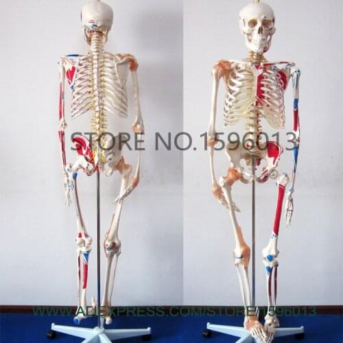 HOT Human Skeleton Model with Muscles and Ligaments, 180cm Tall Skeleton with muscles model