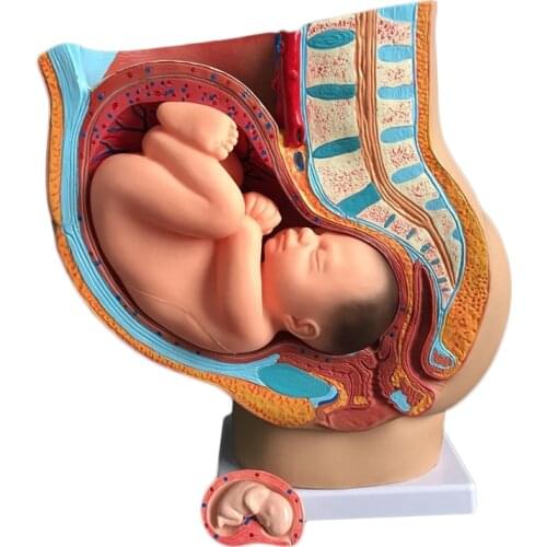 Female sagittal organ anatomical model (4 parts) pelvic gestation fetus model for nine months of pregnancy, delivery mold